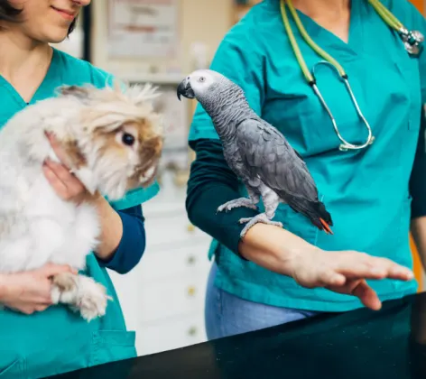 Veterinarians Holding a Rabbit and Bird